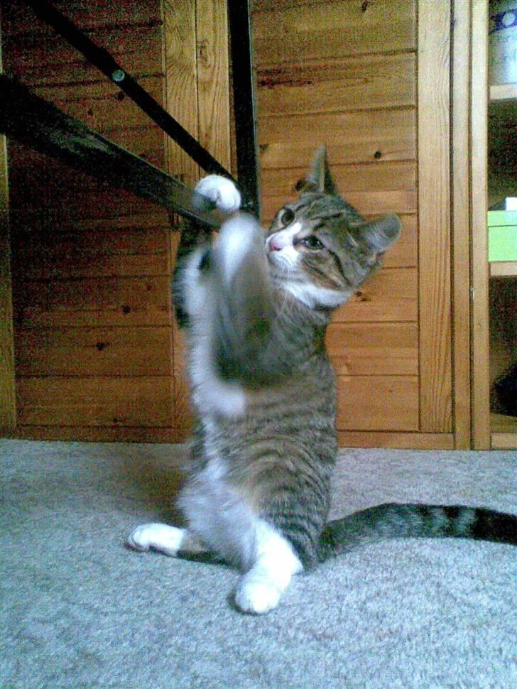 Huskat mis billede 4