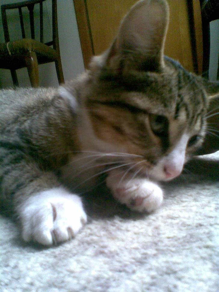 Huskat mis billede 6