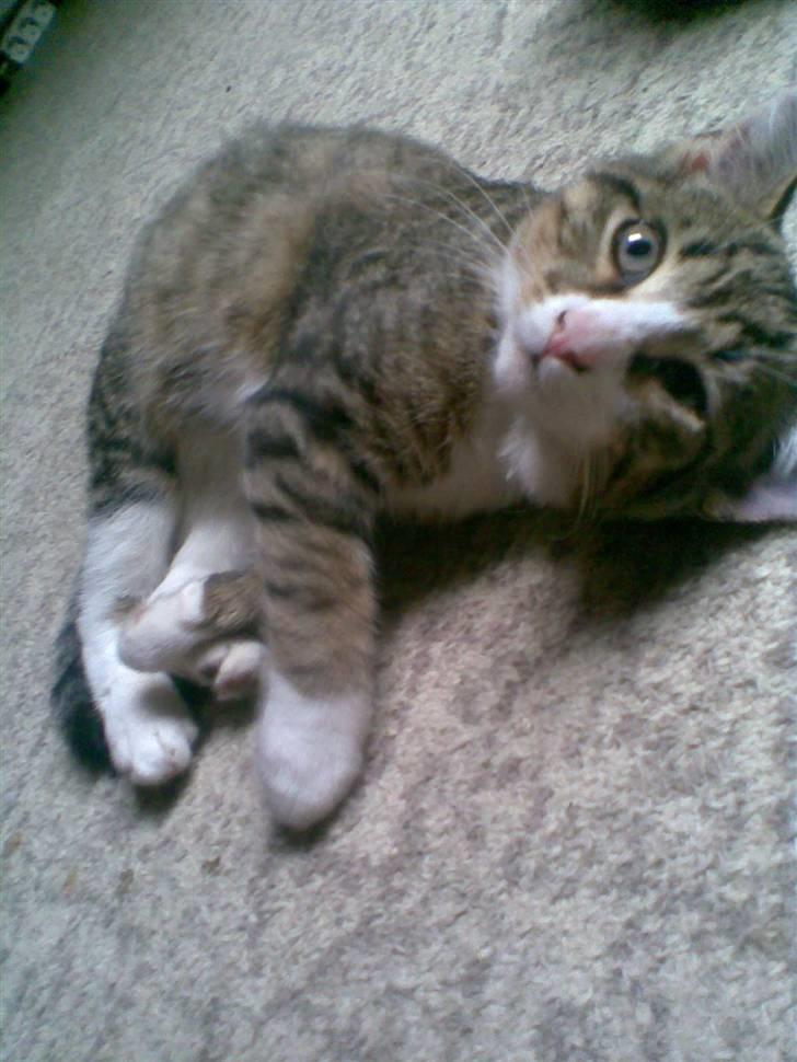 Huskat mis - Er jeg ikke sød billede 7