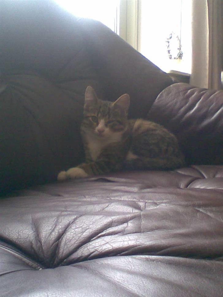 Huskat mis - slapper lige af, ik? billede 8