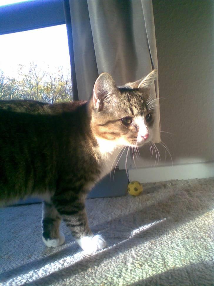 Huskat mis - hvad mon der sker herover? billede 9