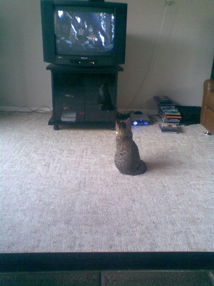 Huskat mis - mis ser fjernsyn.. =vær lige stille= billede 10