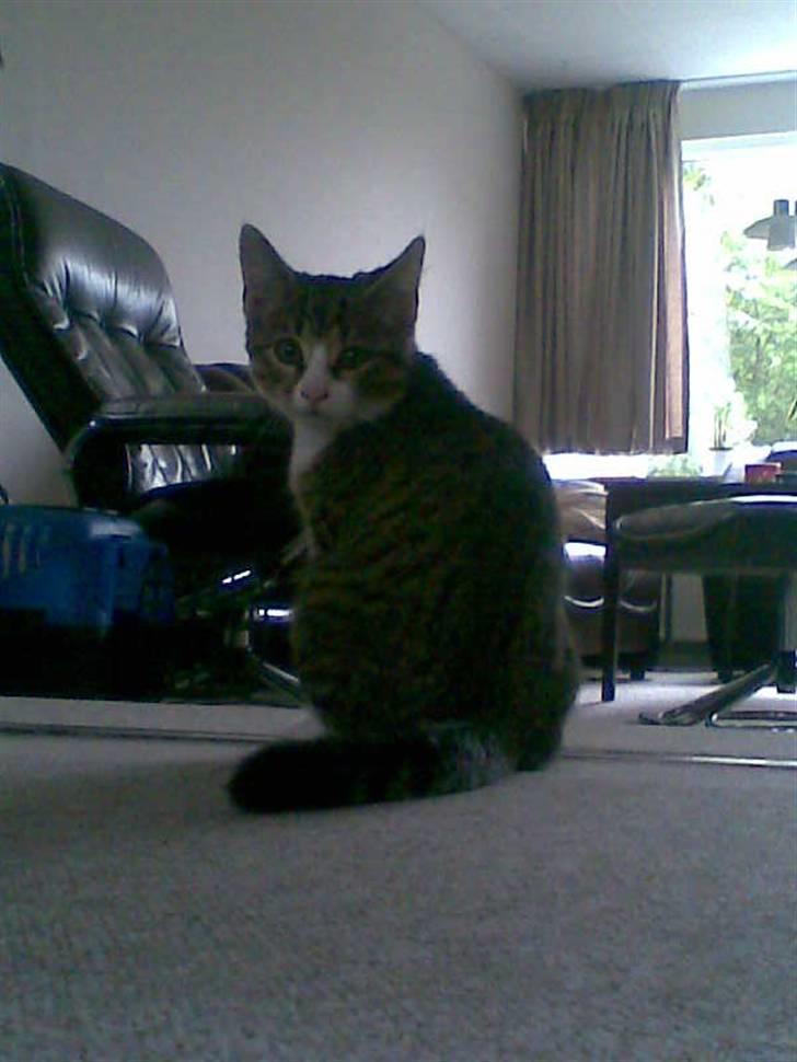 Huskat mis - var der noget billede 11