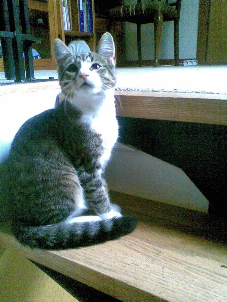 Huskat mis billede 12