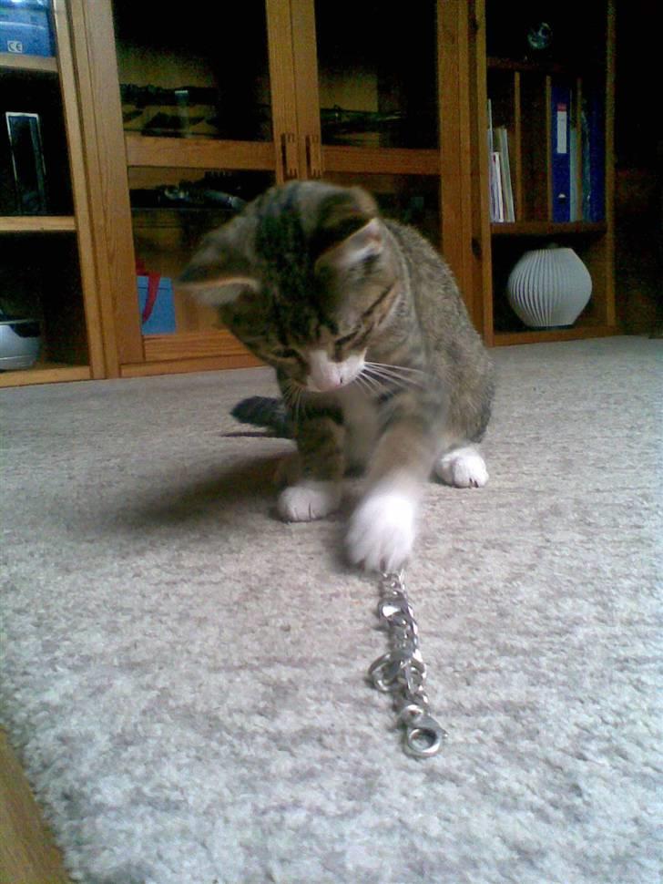 Huskat mis billede 13