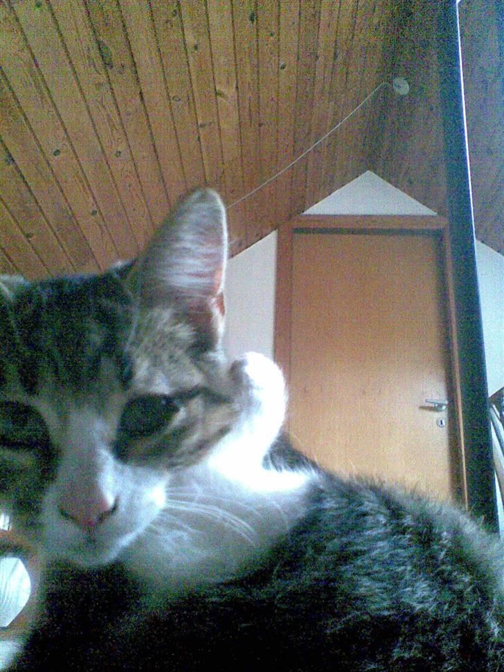 Huskat mis - det klør lige der.. billede 14