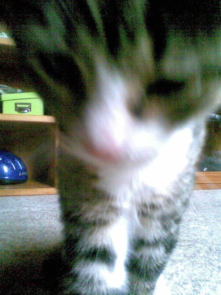 Huskat mis - hej siger mis billede 15