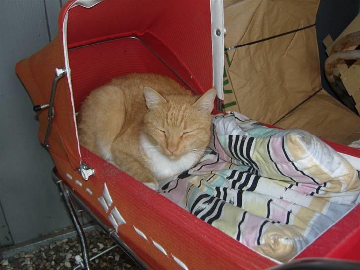 Huskat Sofus - Dette er bare så skønt ! billede 14