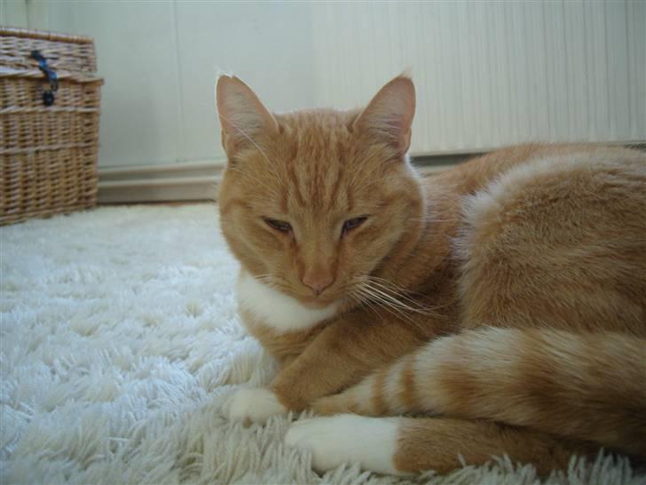 Huskat Sofus - Dette er virkeligt det bedste foto jeg har af sofis :D billede 15