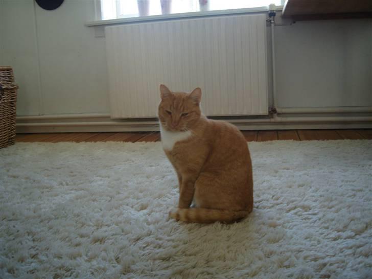 Huskat Sofus - Dejlige sofiiiiiisssssssss billede 16