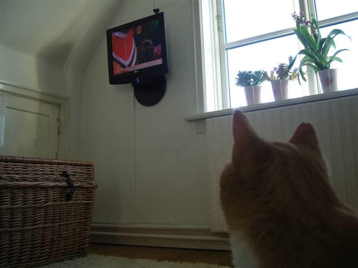 Huskat Sofus - Det er dejligt at se tv :D billede 17