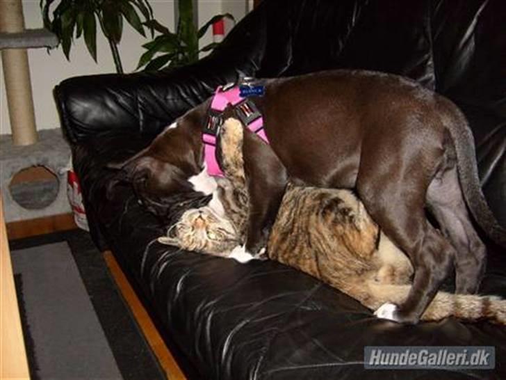 Blanding af racer Tulle - Tulle og Bianca leger i sofaen billede 10