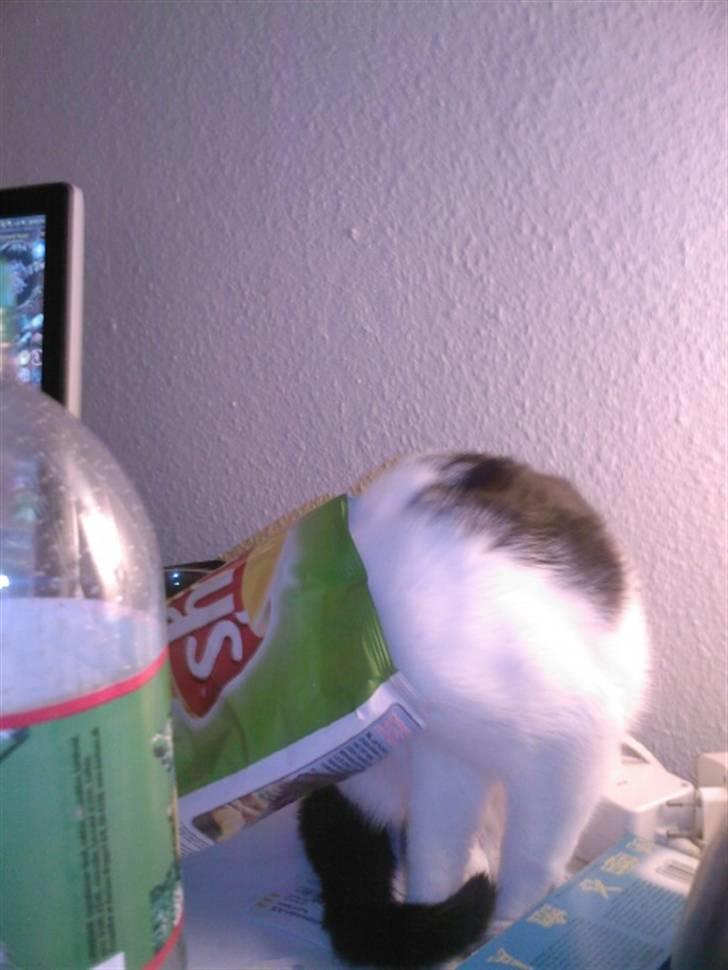 Huskat Balou - Chips - ammenam =) billede 4