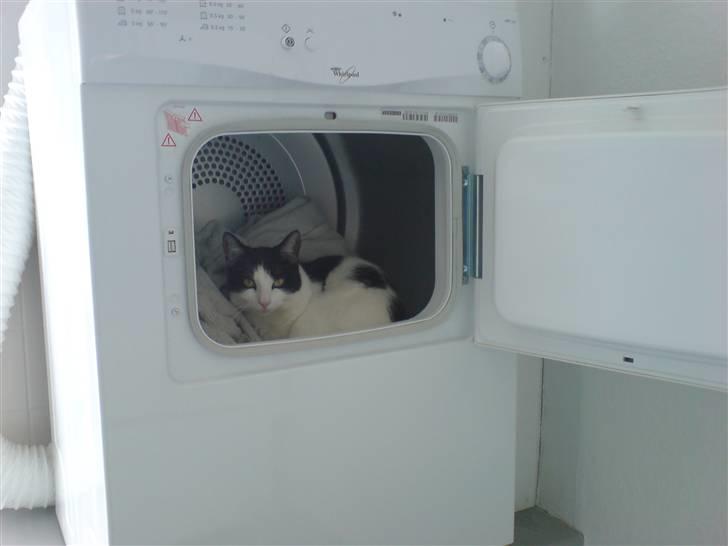 Huskat Balou - Skøøøønt at ligge i tørretumbleren =) billede 5