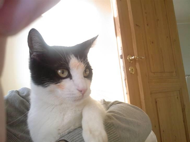 Huskat Balou - Krigsmaling aka. Makrel =) billede 6