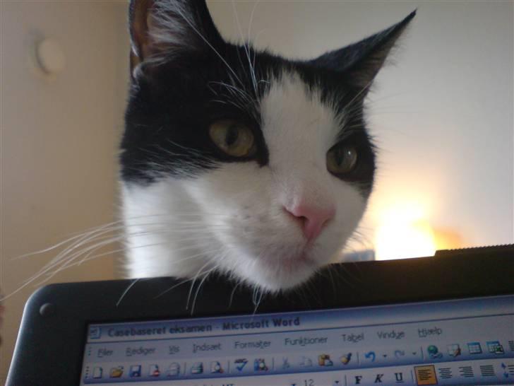 Huskat Balou billede 7