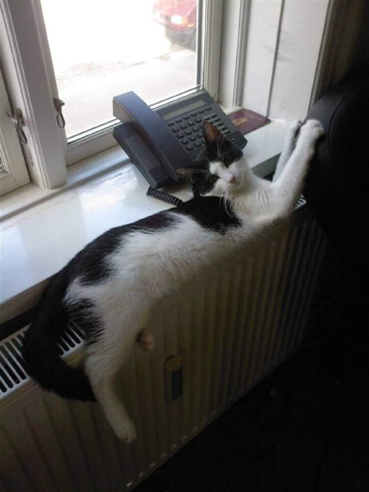 Huskat Balou - Seeee hvor stor jeg er blevet =)! billede 8