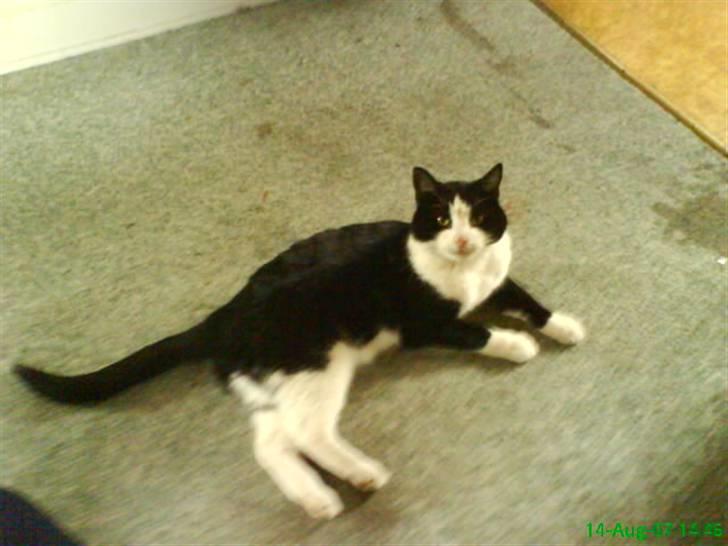 Huskat BabyKat-Samson - der kommer flere billeder billede 1