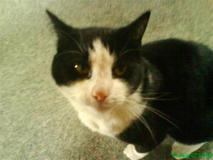 Huskat BabyKat-Samson - der kommer flere billeder billede 2