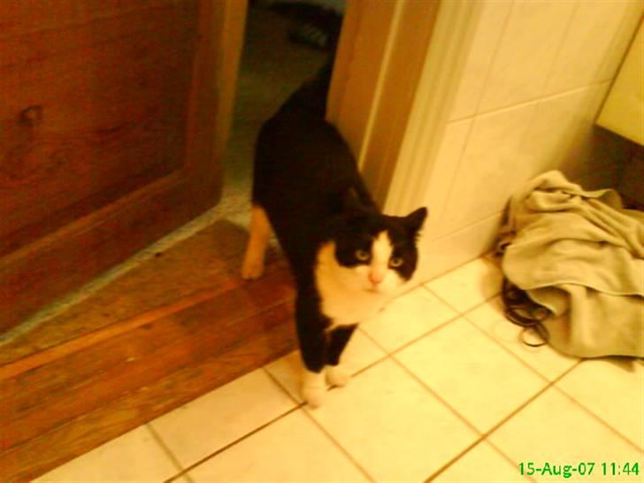 Huskat BabyKat-Samson - der kommer flere billeder billede 3