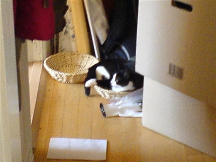 Huskat Max Power R.I.P :-( - han var igang med og lege billede 2