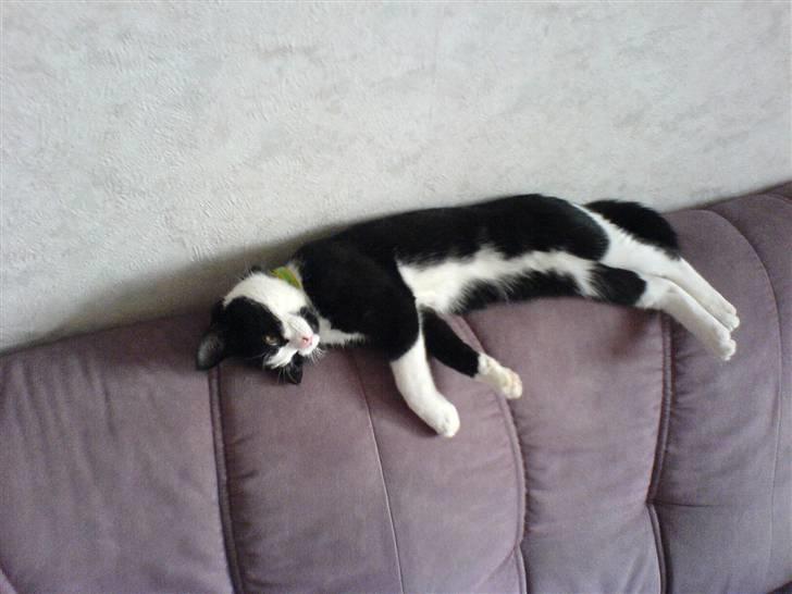 Huskat Max Power R.I.P :-( - ja han sover meget billede 3