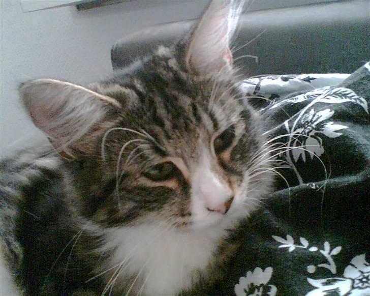 Blanding af racer Buske - Løbet væk :'( billede 11