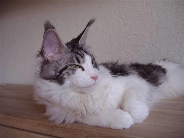 Maine Coon Coon Danica's Sex Bomb  - Bomben, 10,5 mdr billede 20