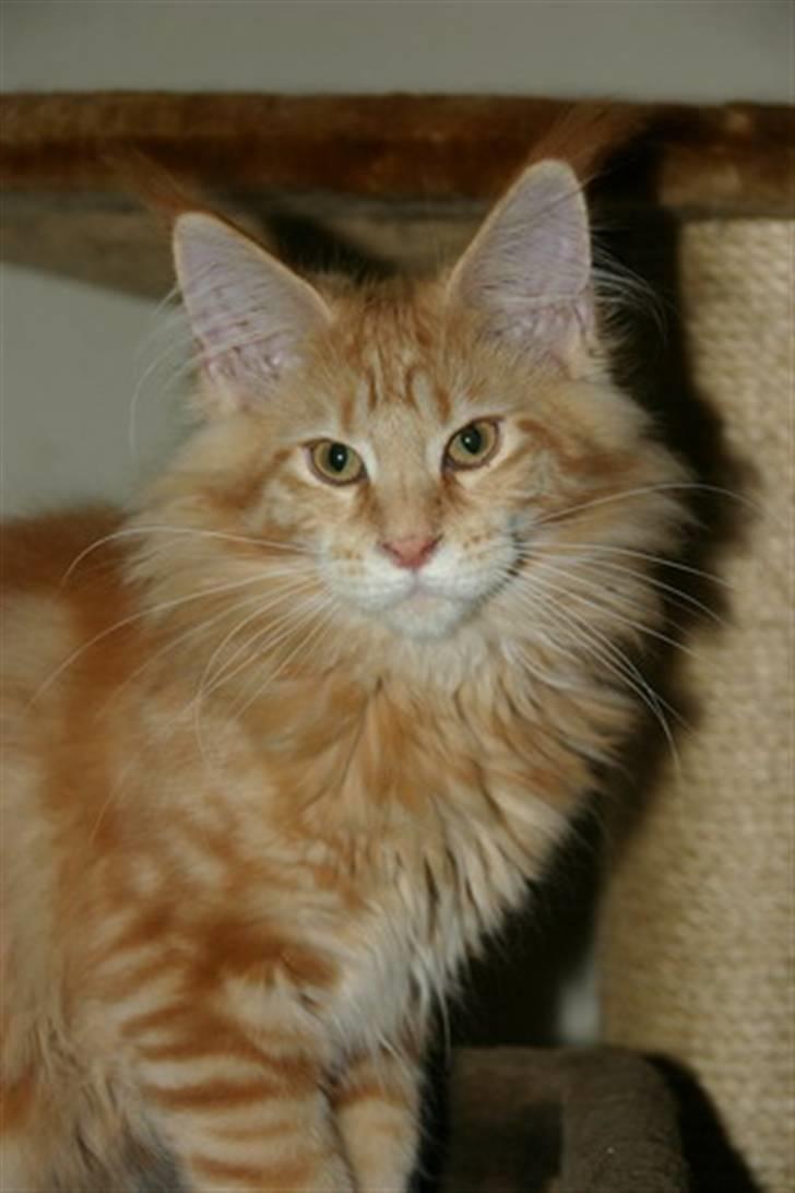 Maine Coon Micharlo's Dior - Micharlo´s Dior 19 uger og hun er ikke i tvivl om hun er en smukling :-)) billede 1