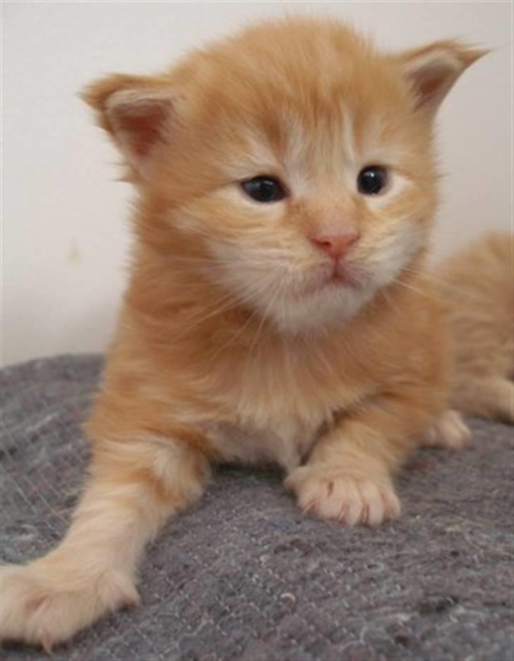 Maine Coon Micharlo's Dior - Så sidder jeg stille... billede 3