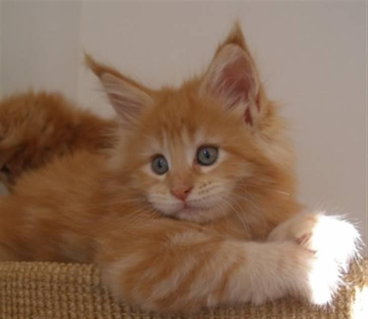 Maine Coon Micharlo's Dior - Er jeg lækker i denne position???  billede 4