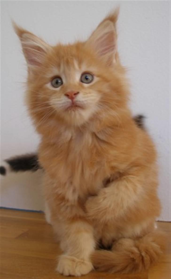 Maine Coon Micharlo's Dior - Åhh er det fototid.... billede 5