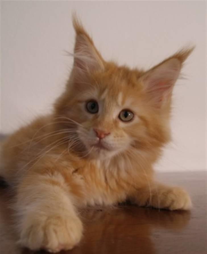 Maine Coon Micharlo's Dior - Ja jeg er ved at bliver rigtig lækker... SS billede 6