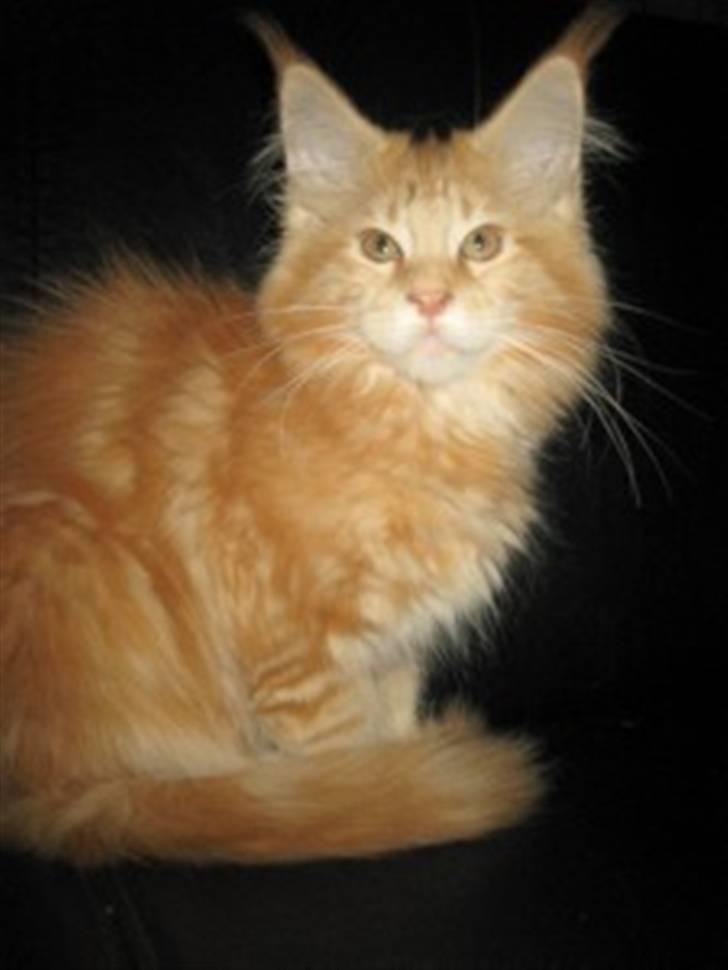 Maine Coon Micharlo's Dior - Hold da op her bliver der også taget billeder af mig... billede 7
