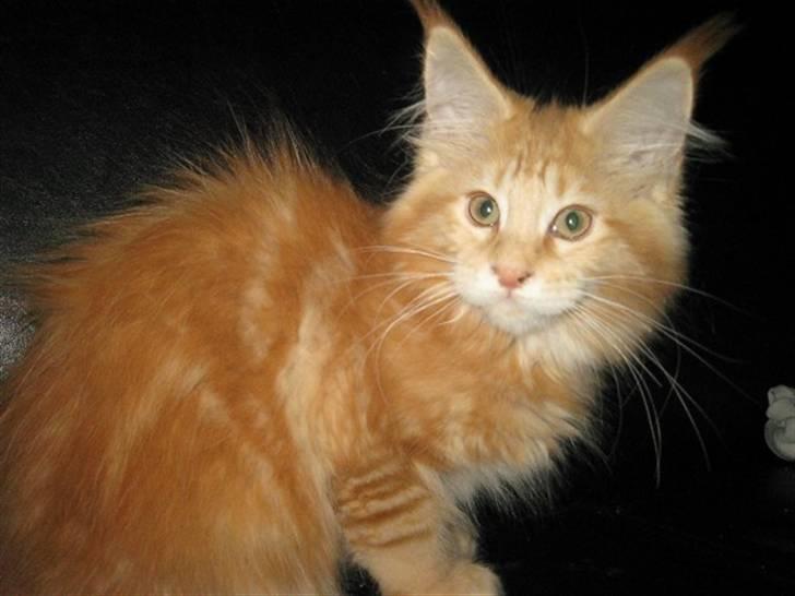 Maine Coon Micharlo's Dior - De er nu tosset de der på to ben, sådan som de altid skal tage billeder.... billede 8