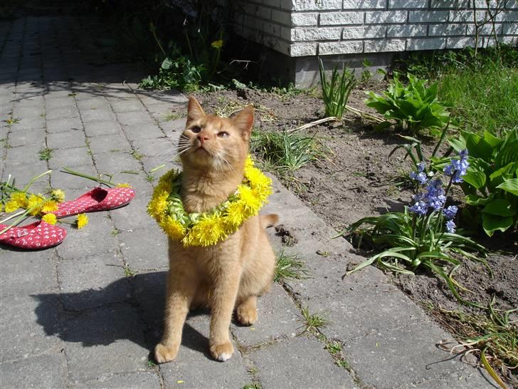 Blanding af racer Simba Den Farlige - hej og velkommen til min profil :0) billede 1