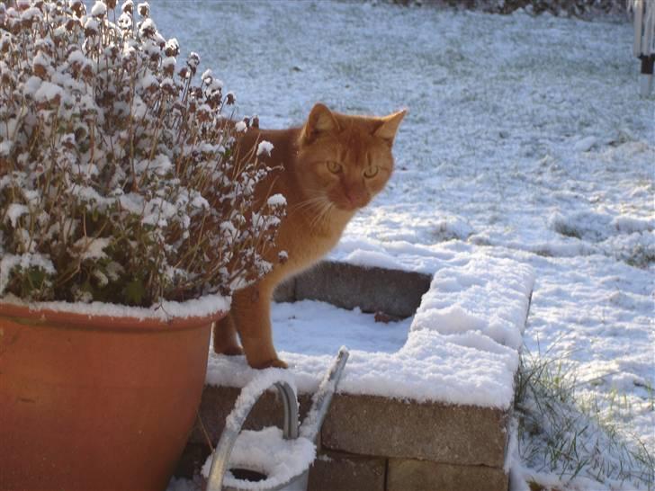 Blanding af racer Simba Den Farlige - Simba Den Farlige i årets første Sne :0) 22/11-08 billede 3