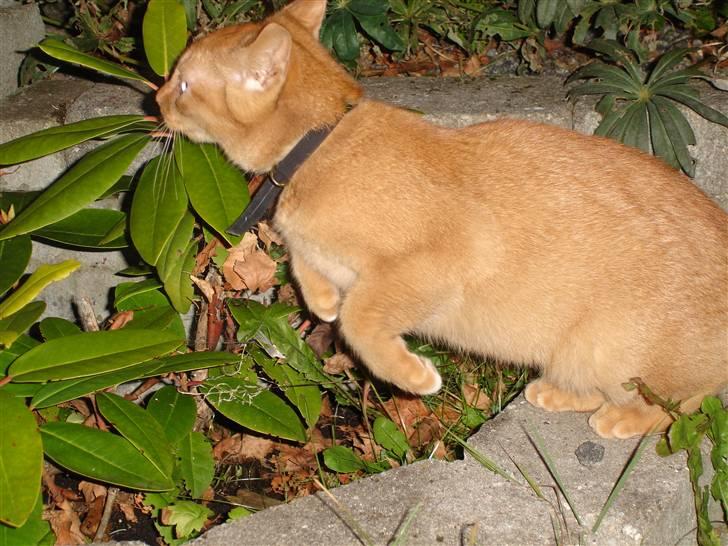 Blanding af racer Simba Den Farlige - han springer over en halvstor blomst.. billede 4