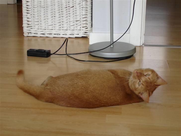 Blanding af racer Simba Den Farlige billede 5