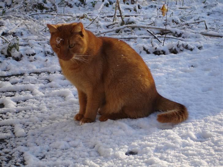 Blanding af racer Simba Den Farlige - Dejligeee sne... billede 6