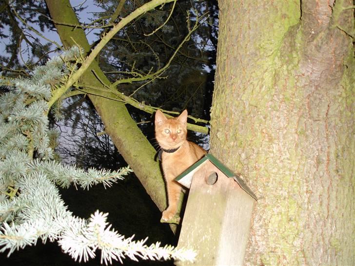 Blanding af racer Simba Den Farlige - meget interessant træ det her... billede 7