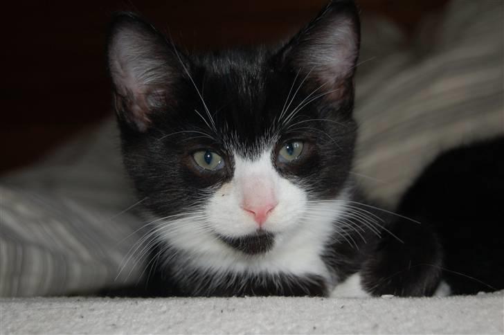 Huskat Mogens - Mm, mit favoritsted... sengen!! billede 13