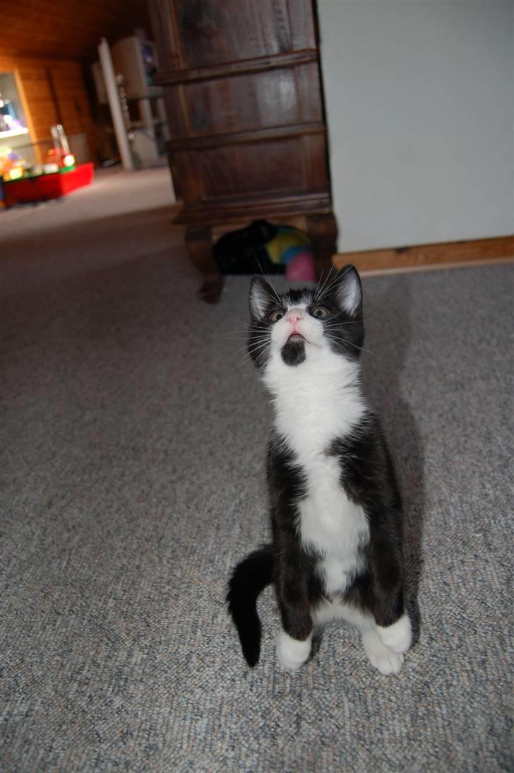 Huskat Mogens - Nøj, det ser spændende ud deroppe... billede 14