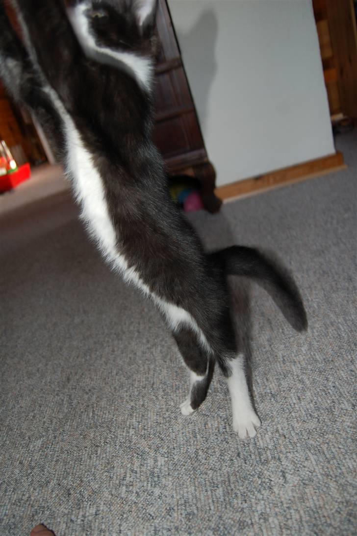 Huskat Mogens - Se hvor lang jeg kan blive... Prøver at fange en flue billede 15