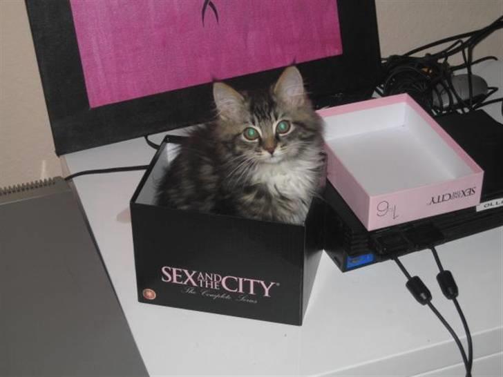 Blanding af racer Emil - Kan i gætte hvad min yndlings serie er? :) billede 1