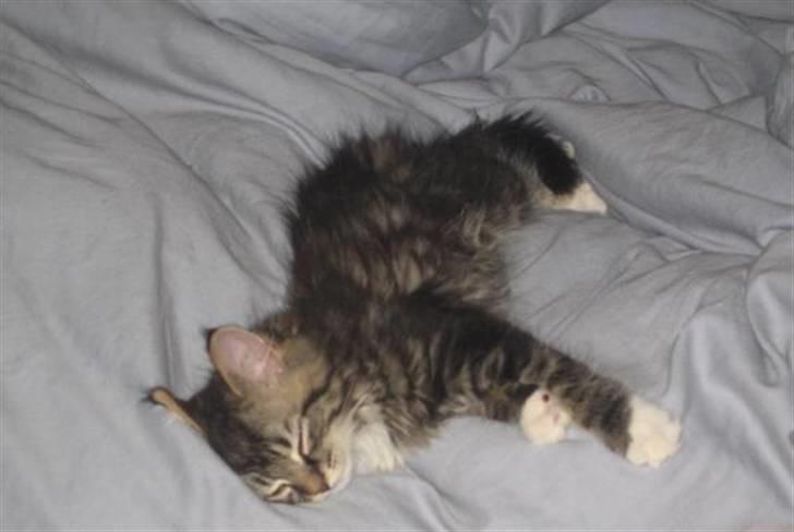 Blanding af racer Emil - Åh hvor jeg elsker at flade ud i dynerne billede 2