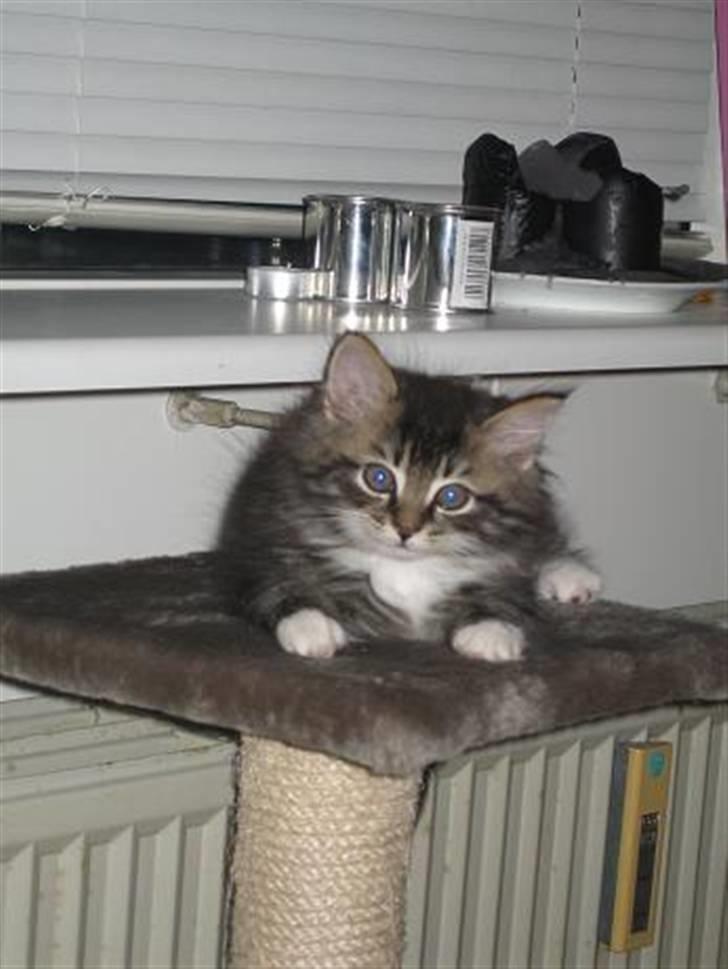 Blanding af racer Emil - Se hvor lækker jeg er.. billede 3