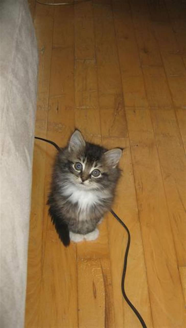 Blanding af racer Emil - Mon mor har noget guf til mig? billede 4