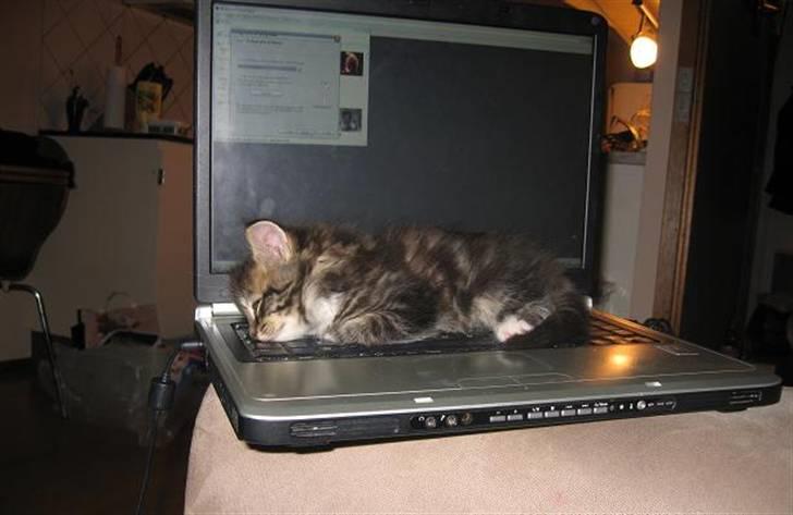 Blanding af racer Emil - Her ligger jeg på mors computer.. Schhh, ikke sladre, så får jeg ballade :) billede 5