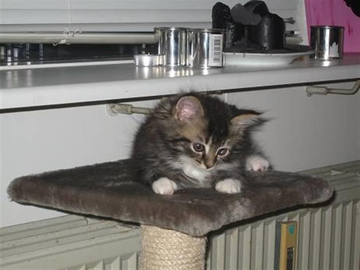 Blanding af racer Emil - Jeg har fået øje på noget spændende.. billede 6